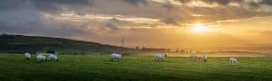 Agricultural Holdings Act 1986 – Upcoming changes to the succession rules