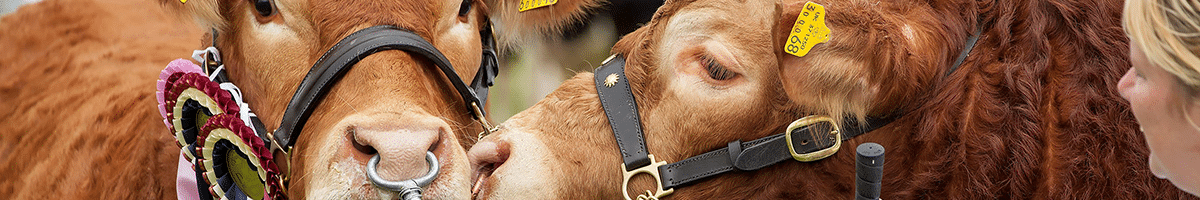 Field Talk Roadshow 10 Two cows nuzzling each other, price ribbons on their bridles