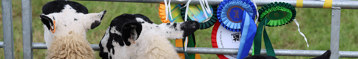 Field Talk Roadshow 12 Two sheep with their backs to the camera look out from gate on which several prize ribbons are tied