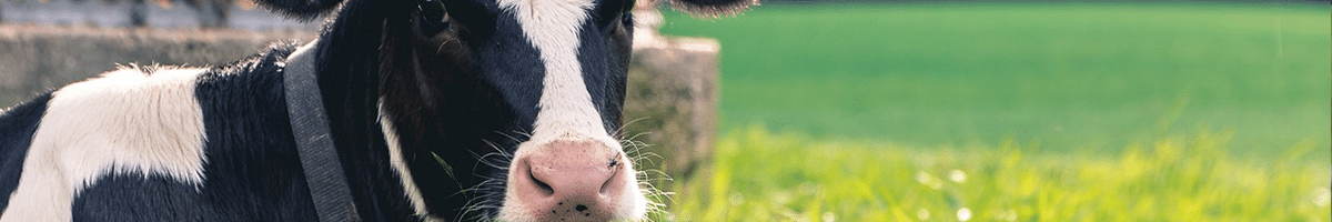 Field Talk Roadshow 13 Cow laying down in a field with its head turned towards the camera