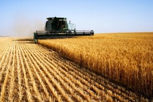 Combining harvester cutting crops in cropfield